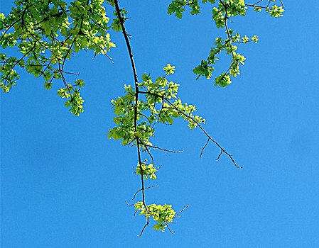 蓝天,绿叶,加尔各答,印度,八月,2006年