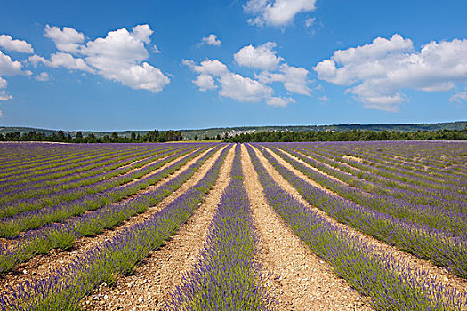 英国,薰衣草种植区,沃克吕兹省,普罗旺斯,法国