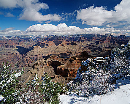 美国,亚利桑那,大峡谷国家公园,积雪,树,大幅,尺寸