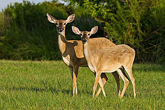 白尾鹿,出现,遮盖,德克萨斯,美国