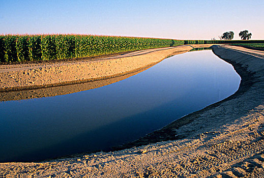 美国,加利福尼亚,灌溉,运河,靠近,玉米田