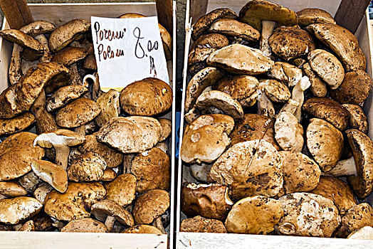 便士,帽,牛肝菌,蘑菇,佛罗伦萨,托斯卡纳,意大利