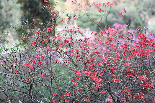 山花烂漫