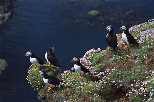 大西洋角嘴海雀,北极,群,求爱,海洋,节省,海石竹,边缘,设得兰群岛,英国