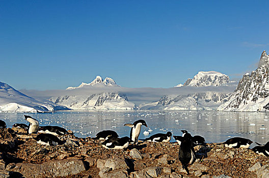 南极,南极半岛,阿德利企鹅,生物群,雷麦瑞海峡,背景
