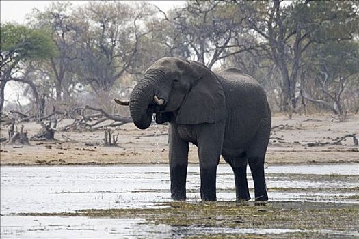 非洲,灌木,大象,非洲象,喝,莫瑞米,野生动植物保护区,博茨瓦纳