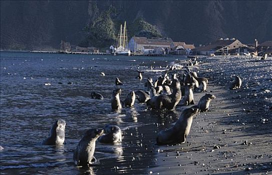 南极软毛海豹,毛海狮,海滩,靠近,捕鲸站,南极