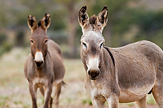 野生,驴,北领地州,澳大利亚