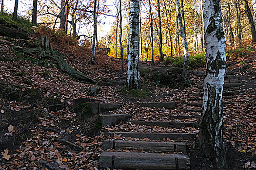 木头,秋天,叶子,树,彩色,道路,楼梯,撒克逊瑞士,德国