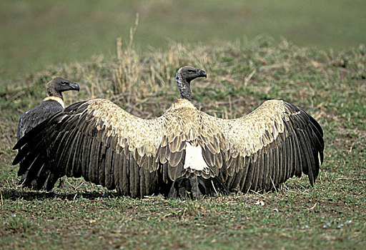 肯尼亚,马塞马拉野生动物保护区,秃鹰