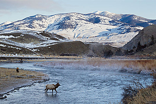 落基山,公麋鹿,霜,渡河