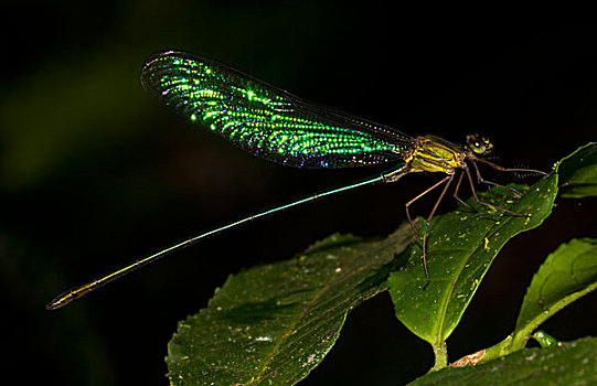 蜻蜓,雨林,东海岸,马达加斯加,非洲