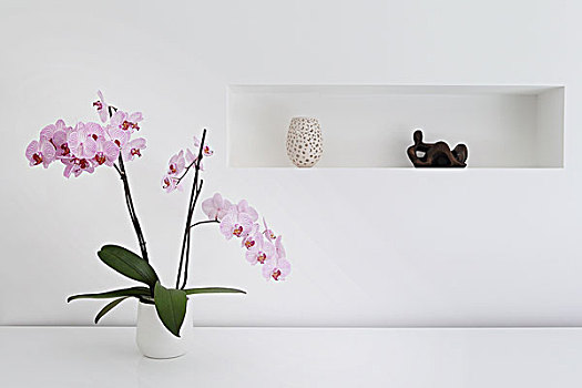 粉色,兰花,植物,装饰,房间