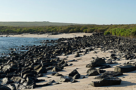石头,海滩,海岸,加拉帕戈斯