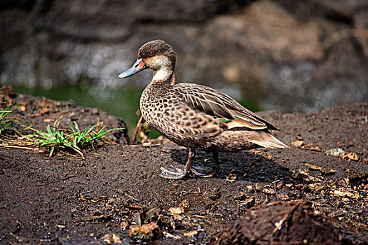 尖尾鸭,成年,站立,泥,加拉帕戈斯群岛,太平洋