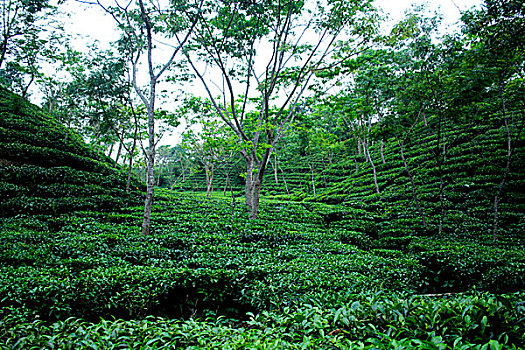 著名,传统茶,区域,山谷,遮盖,梯田,茶园,茂密,绿色,热带森林,茶,孟加拉,英里,一个,罐,看,地毯