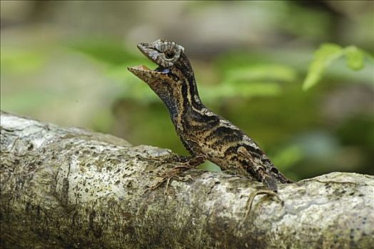 蜥蜴,防卫姿势,国家级保护区,秘鲁