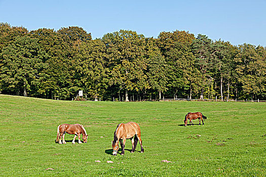 马,草场,宾兹,梅克伦堡前波莫瑞州,德国,欧洲