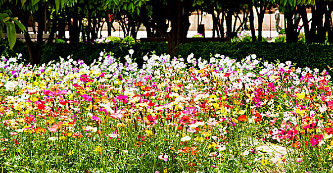 模糊,春天,彩色,花,花园