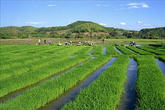 泰国,清迈,水稻种植