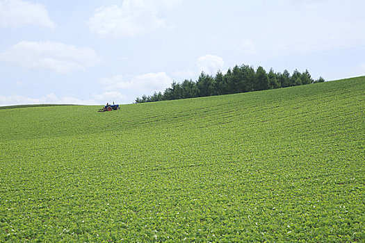 豌豆,地点,美瑛,城市,北海道