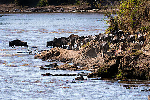 东方,角马,穿过,马拉河,马赛马拉国家保护区,肯尼亚,非洲