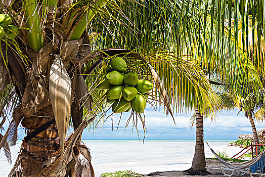 古巴,北海岸,梦幻爱情海滩,墨西哥湾,棕榈树,吊床