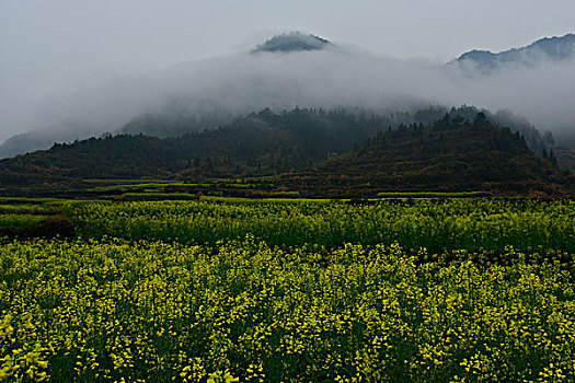 江南雾里乡村