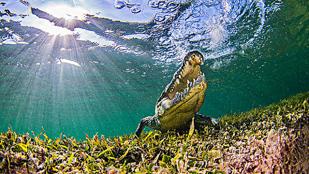 咸水鳄,水下视角,堤岸,墨西哥