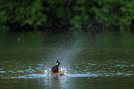 湖中嬉戏的野鸭子