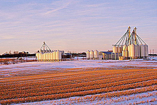 谷物,冬天,艾伯塔省,加拿大
