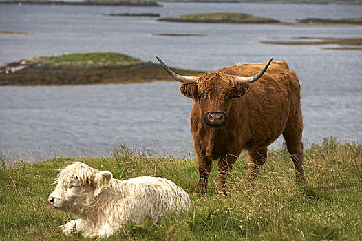 苏格兰,斯凯岛,高原牛,站立,上方,幼兽