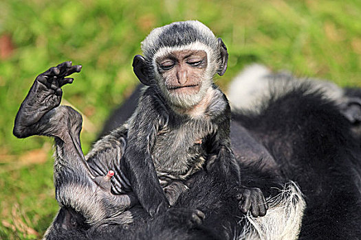動物園,疣猴,壩,幼獸,野生動物,狩獵動物,動物,哺乳動物,猴子,黑白