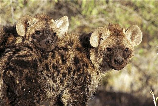 年轻,鬣狗,斑鬣狗,哺乳动物,埃托沙国家公园,纳米比亚,非洲,动物