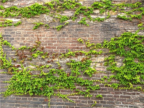 砖墙,叶子