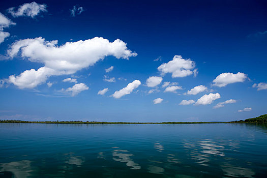 红树林,树林,岛屿,风景,海洋