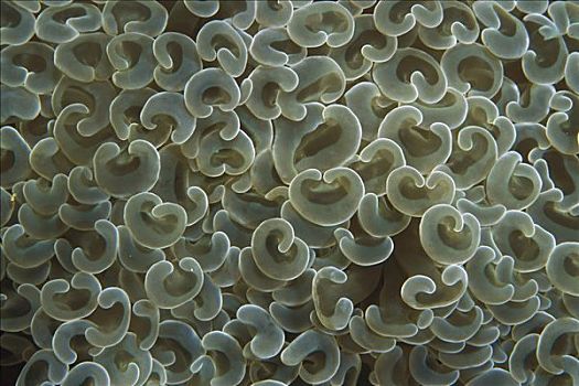 珊瑚,输入,石头,独特,巴布亚新几内亚