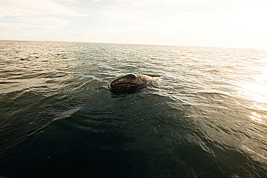 观鲸,湾,下加利福尼亚州,北方,墨西哥