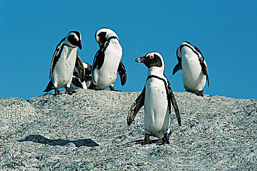 南非,岬角,半岛,企鹅