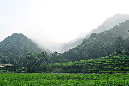 茶田