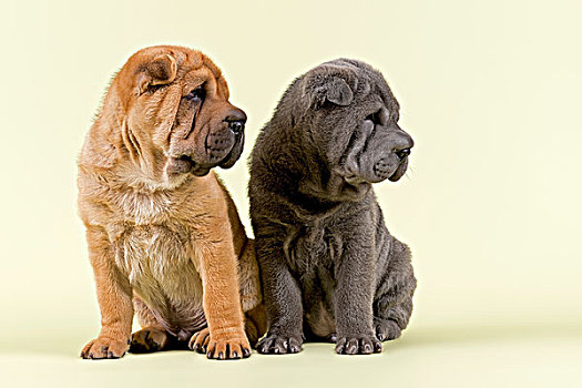 两个,沙皮狗,小狗,8周,雄性,红色,蓝色