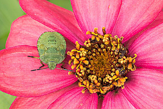 甲虫与花