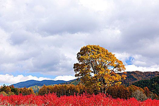 日本,橡树,秋叶