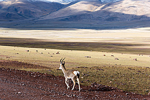 西藏野生动物保护区里的藏原羚