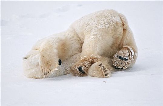 北极熊,躺,雪中,丘吉尔市,曼尼托巴,加拿大