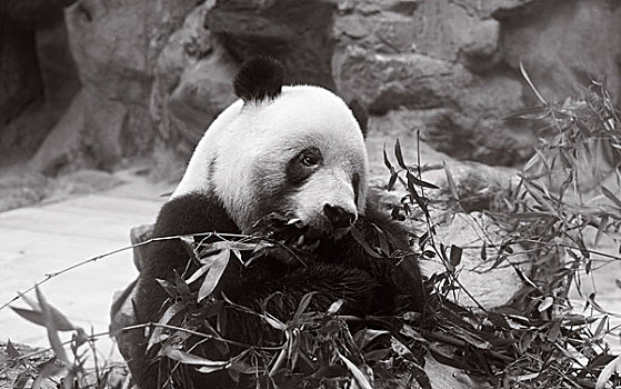 大熊猫在吃草