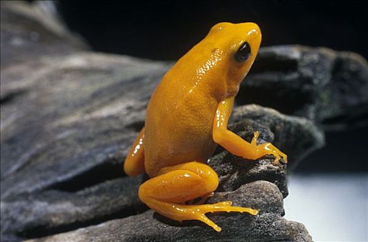 金色,青蛙,濒临灭绝,物种,马达加斯加