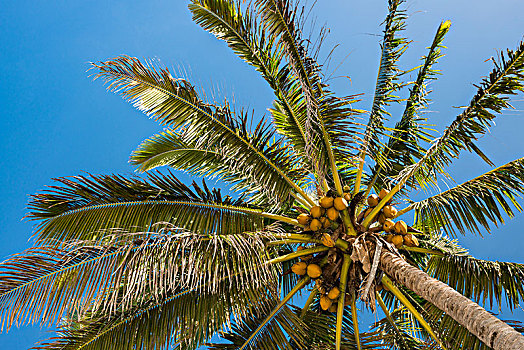 椰树,椰,拉罗汤加岛,库克群岛,大洋洲