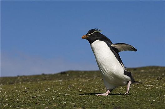 凤冠企鹅,南跳岩企鹅,走,鹅卵石,岛屿,福克兰群岛