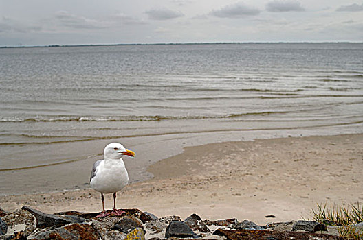 海鸥,海岸